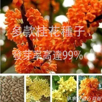 【台灣發貨】-規劃種子當年新籽 四季桂八月桂金桂沉香桂花