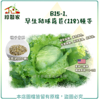 【綠藝家】B15-1.早生結球萵苣(118)種子 1克(約850顆)