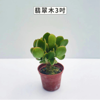 【Gardeners】翡翠木 3吋盆 -1入(室內植物/綠化植物/觀葉植物)