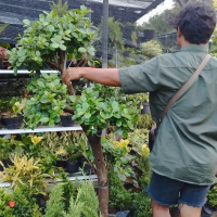 tanaman bonsai beringin korea | bonsai beringin Korea dollar