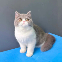 Boneka kucing british shorthair bico blue line import