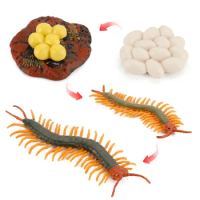 Educational Tools Growth Cycle of Centipede Action Figures Kids Simulations Tools Toys Gifts