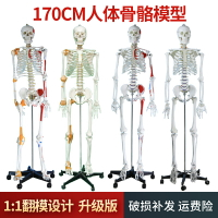 170cm人體骨骼模型骨架人體模型成人大白骷髏標本教學脊椎全身