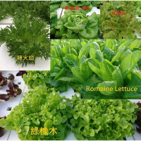 強強滾p-綜合生菜【魚菜共生農場-高級餐廳專用生菜】叢林生活 Jungle Life鮮食