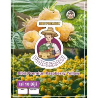Bibit Premium Raspberry Yellow| Benih Raspberry Kuning |Bibit Raspberry