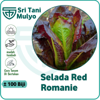 120 Biji - Benih Selada Merah RED ROMAINE - Bibit Tanaman Sayur Sayuran Selada Red Unik