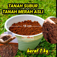 tanah subur  tanah merah untuk media tanam asli merah