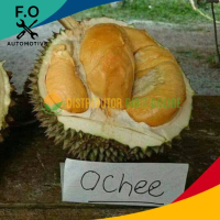 PROMO MURAH Bibit Durian Ochee (Duri Hitam)