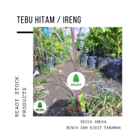 bibit pohon tebu hitam/tebu ireng
