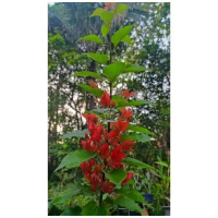TANAMAN HIAS BUGENVIL BUNGA KERTAS//EKOR MUSANG MERAH