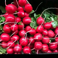 Biji benih lobak merah sayur