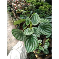 peperomia watermelon