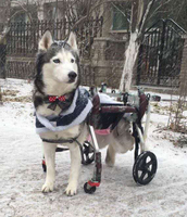 殘疾寵物狗輪椅大型前肢輪椅癱瘓康復鍛煉車傷殘狗后腿四輪代步車