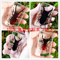 Real Insect Specimen Popular Science Teaching Aids Transparent Crystal Resin Decorations Beetle Scorpion Centipede Spider Frog C