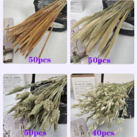 Primary Color Series Reed Grass,Wheat Ears ,Paradise Grass,Unicorn Grass Natural Flowers For Room Store Decor Real Bouquets