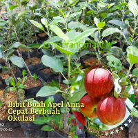 Bibit Buah Apel Anna Cepat Berbuah Murah