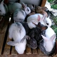 kelinci lokal hidup dan sehat sepasang imut bergaransi saat di perjalanan kirim khusus instan