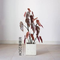 掬涵模擬鱒魚秋海棠粉旗魚海威進口網紅綠植盆栽室內歐式植物花卉