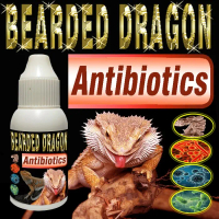 BEARDED DRAGON ANTIBIOTIK OBAT PENYAKIT PERNAPASAN PNEUMONIA PILEK PADA HEWAN REPTILE BD NAGA BERJAN
