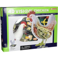 4D Vision Chicken Anatomy Model