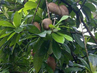 bibit tanaman buah mamey sapote magana bisa COD