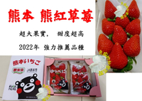 尚未開花結果 [ 2022年新品種 日本熊本熊紅草莓盆栽 ] 5寸盆 新品種草莓苗～季節限定~ 先確認有沒有貨再下標!