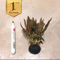 Paket 5 Wabikusa Cryptocoryne Alba Tanaman Air Aquascape Hias Aquarium Low C02