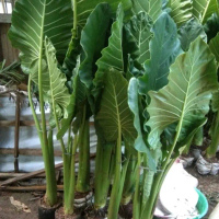 Tanaman Sente Hijau Super Jumbo Tinggi 1,5 Meter Daun