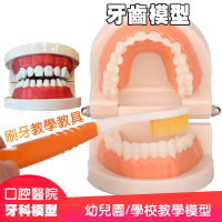 【居然好日子】牙齒模型 有牙縫 牙模教學 幼兒園刷牙練習 口腔模型 潔牙教具 牙模(刷牙教學 牙醫教學道具)