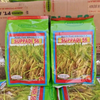AGROSID BIBIT PADI HIBRIDA SUPPADI 56 KEMASAN 1KG Varietas F1 Potensi 8,4-9,3 Ton Gabah Kering Gilin