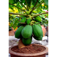 Biji Benih Betik Renek Solo / Solo Dwarf Papaya Seed - 5 Seed