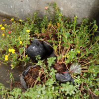 bibit bunga krokot rose