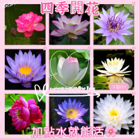 *限時優惠* 超低價 「24款種荷花/蓮花種子」碗蓮種子 碗蓮 已開口水培植物荷花種子 睡蓮種子