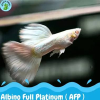 GUPPY AFP hiasan aquarium Guppy afp gupi hiasan aquascape
