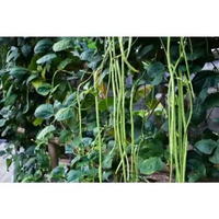 Bibit Premium Kacang Panjang Super | Biji Benih Kacang Panjang Sarona