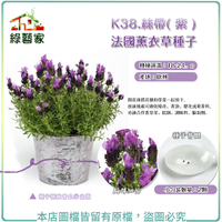 【綠藝家】K38.絲帶( 紫 )法國薰衣草種子 2顆