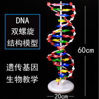 Jo悠悠生活小館高中DNA雙螺旋結構模型分子結構模型60cm大號帶底座堿基對遺傳基因生物科學教學儀器器材J33