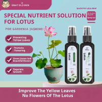 Nutrient Solution for Bowl Lotus, Special Fertilizer for Rooting of Hydroponic Ornamental