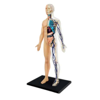 4D 1:6 Transparent 60parts Human Body Internal Organ Vascular Nerve Anatomy Medical Teaching Model Puzzle Assembling Toy