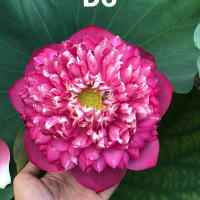 Củ sen giống d6 siêu hoa dễ trồng