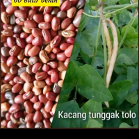 Biji benih kacang Tunggak tolo