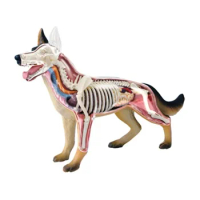 4D Vision Medical Dog Anatomy Model Skeleton Anatomical Model Fully Detachable Organs Body Parts Kids Science Educational Toys
