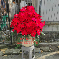 BUNGA KASABLANKA/BUNGA IMLEK/BUNGA PLASTIK/TANAMAN HIAS/BUNGA HIAS