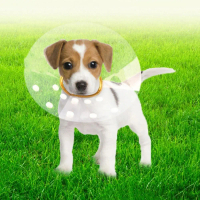 Pet Beauty Neck Ring Transparent Cat Recovery Collar Adjustable Anti-licking Cat Elizabethan Collar