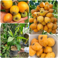 Bibit Tanaman Buah Leci Bi / Leci Kuning Super TOBM TAMBULAPOT