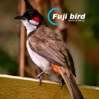 BURUNG KUTILANG JAMBUL MALAYSIA