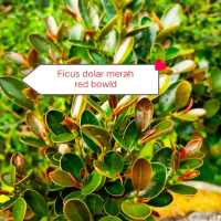 Ficus Dolar Merah Super Original Tanaman Hias Indoor Dengan Daun Hijau Cerah Dan Merah Yang Menarik