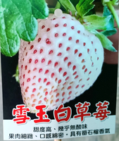 尚未開花結果 [ 雪玉白草莓盆栽 ] 6寸盆 新品種草莓苗～季節限定~ 先確認有沒有貨再下標!