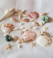天然拍攝海螺海星材料包漂流瓶diy手工背景風鈴貝殼魚缸裝飾品。