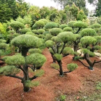 TANAMAN HIAS POHON BONSAI CEMARA UDANG/BONSAI CEMARA UDANG